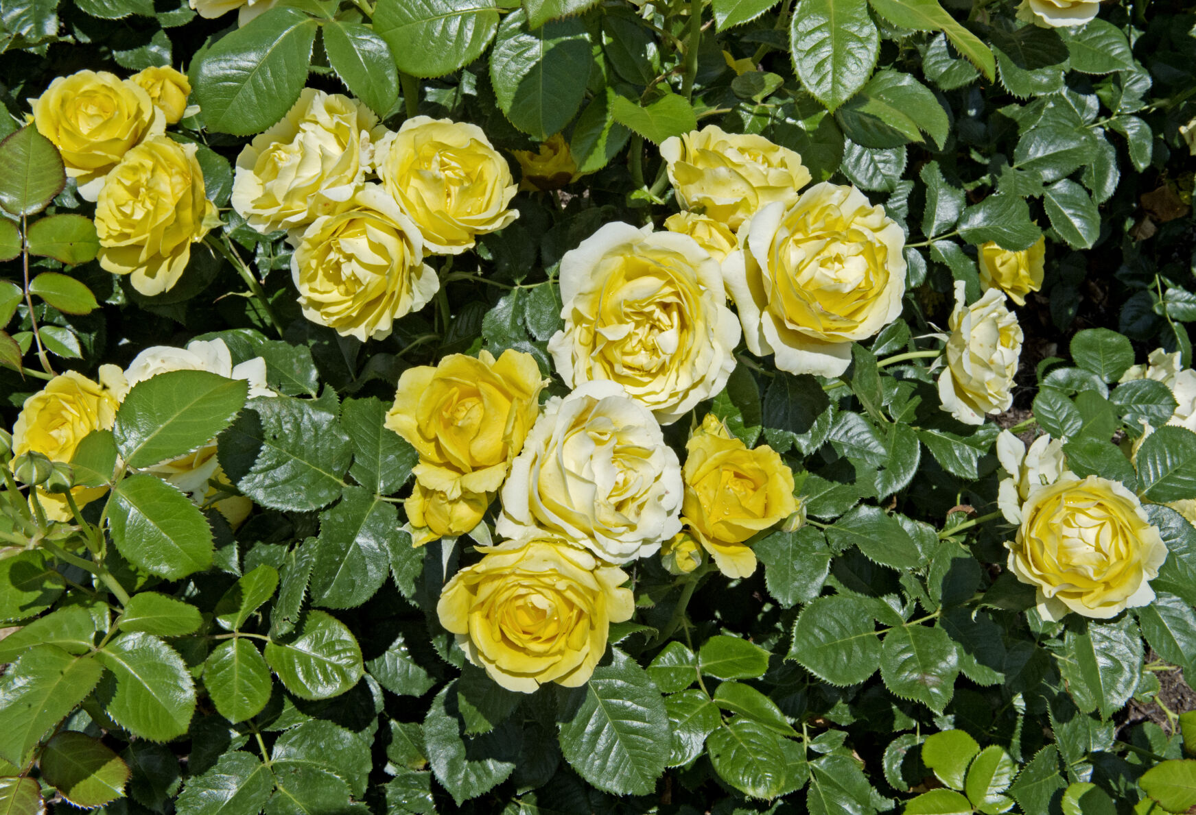 Hershey Gardens roses